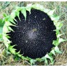 Helianthus Annuus Linoleico - Girasol negro ideal germinados