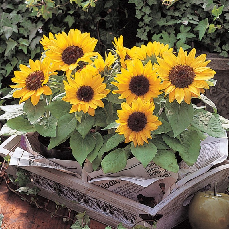 Helianthus Annuus, variedad Soraya