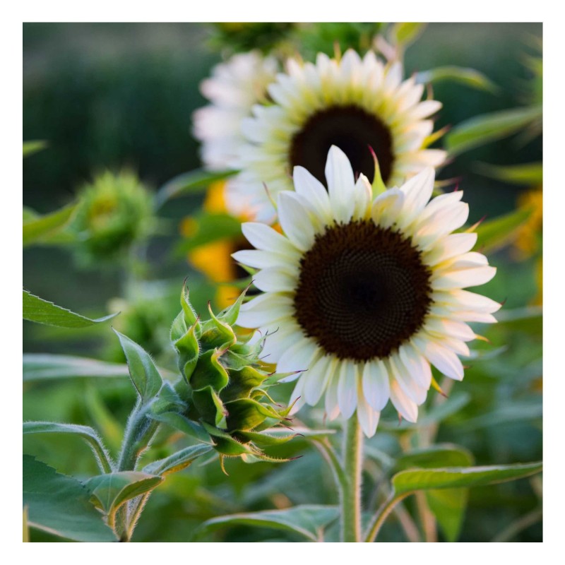 Girasol blanco White Nite - Helianthus Annuus