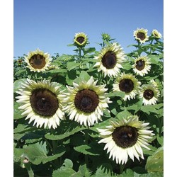 Girasol blanco White Nite - Helianthus Annuus