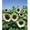 Girasol blanco White Nite - Helianthus Annuus