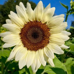 Girasol blanco White Nite - Helianthus Annuus