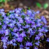 Flor Lobelia Erinus Colgante  - Mezcla