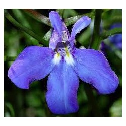 Flor Lobelia Erinus Colgante  - Mezcla