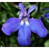 Flor Lobelia Erinus Colgante  - Mezcla