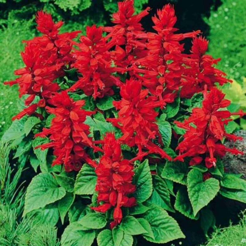 Salvia Officinalis variedad Salsa Burgundy