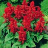 Salvia Officinalis variedad Salsa Burgundy