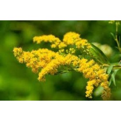 Flor Solidago amarillo o vara de oro