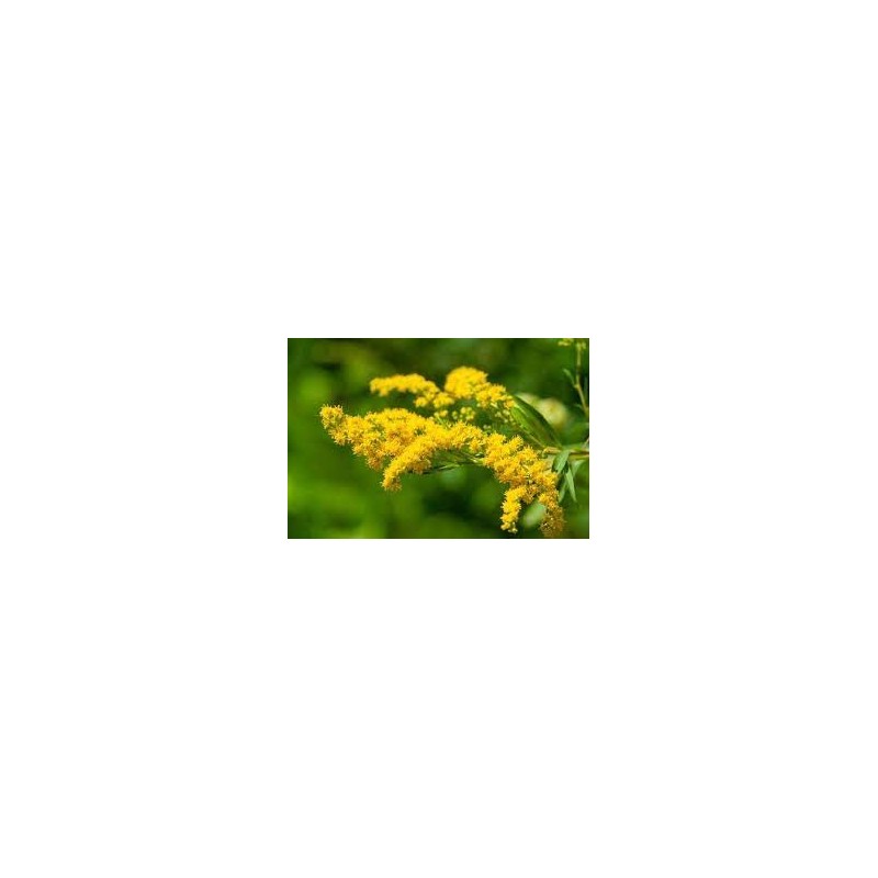 Flor Solidago amarillo o vara de oro