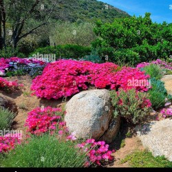 Flor Rayito Mix  - Lampranthus Multiradiatus