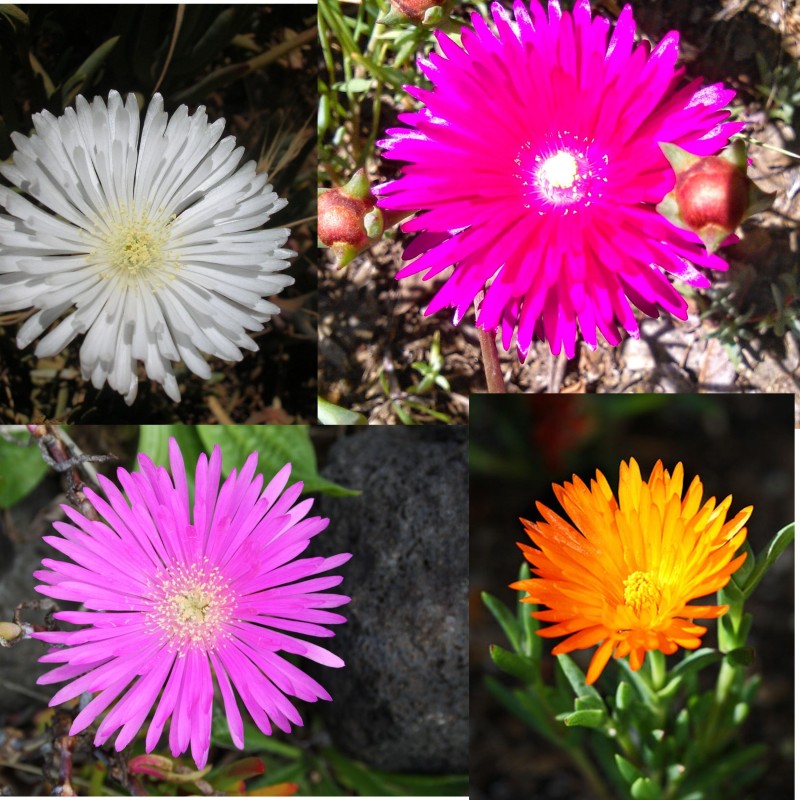 Flor Rayito Mix  - Lampranthus Multiradiatus