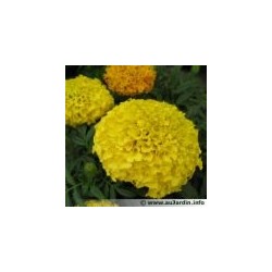 Zempasuchit variedad bonanza - Tagetes Erecta