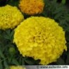 Zempasuchit variedad bonanza - Tagetes Erecta