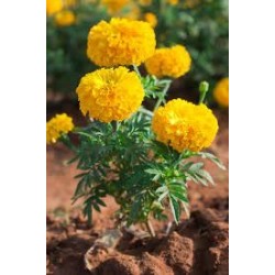 Zempasuchit variedad bonanza - Tagetes Erecta