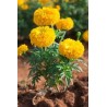 Zempasuchit variedad bonanza - Tagetes Erecta