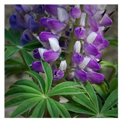 Lupinus Polyphyllus Rusell - Altramuz  Lupino