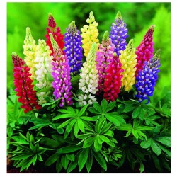 Lupinus Polyphyllus Rusell - Altramuz  Lupino