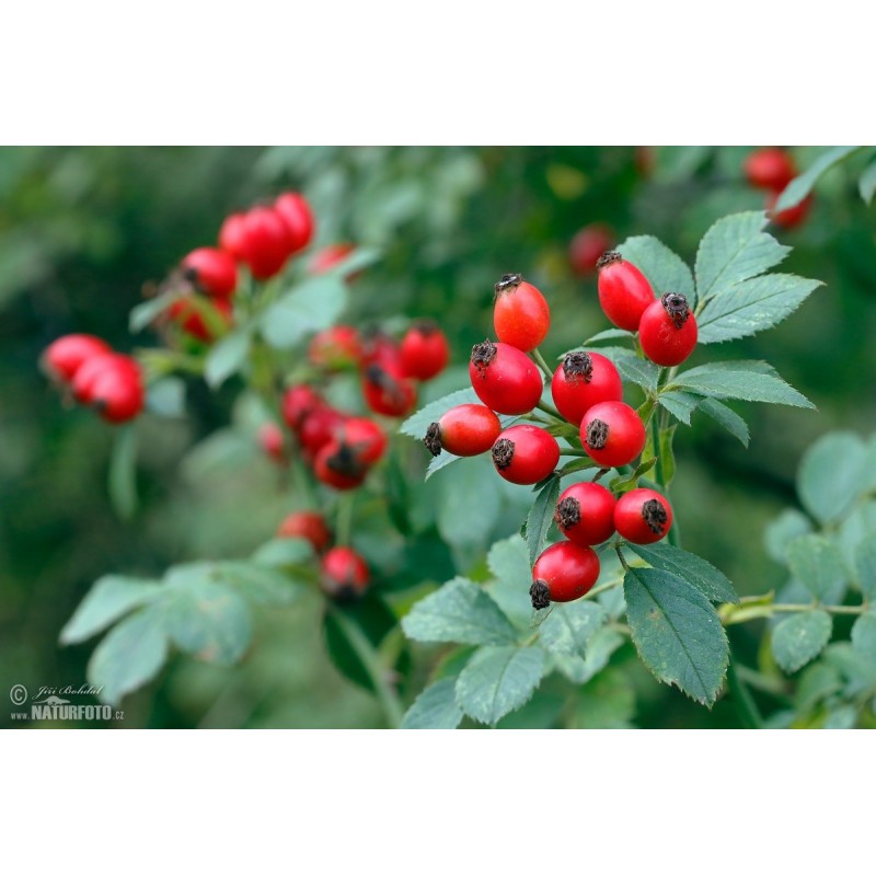 Rosa Canina  - Rosal o Rosa Silvestre