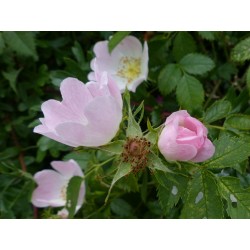 Rosa Canina  - Rosal o Rosa Silvestre