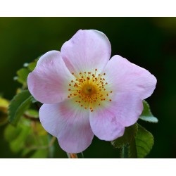 Rosa Canina  - Rosal o Rosa Silvestre