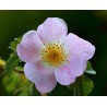 Rosa Canina  - Rosal o Rosa Silvestre