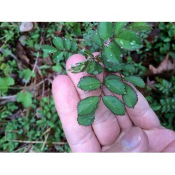 Rosa Multiflora - Rosal enredadera