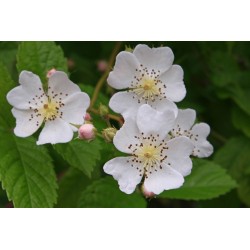 Rosa Multiflora - Rosal enredadera