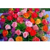 Rosas en mezcla de colores reales