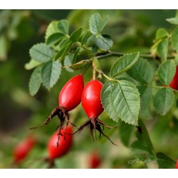 Rosa Mosqueta - Rosa Eglanteria o Rubiginosa