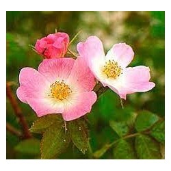 Rosa Mosqueta - Rosa Eglanteria o Rubiginosa