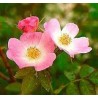 Rosa Mosqueta - Rosa Eglanteria o Rubiginosa