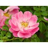 Rosa Mosqueta - Rosa Eglanteria o Rubiginosa