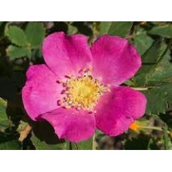 Rosa Woodsii