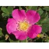 Rosa Woodsii