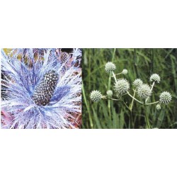 Eryngium Alpinum - Eringio Alpino