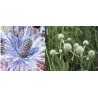 Eryngium Alpinum - Eringio Alpino