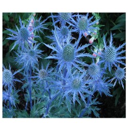 Eryngium Alpinum - Eringio Alpino