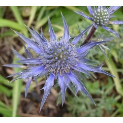 Eryngium Alpinum - Eringio Alpino