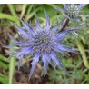 Eryngium Alpinum - Eringio Alpino