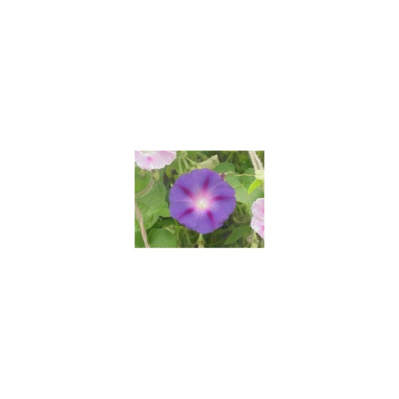 Ipomoea Purpurea - Flores campanas