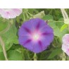 Ipomoea Purpurea - Flores campanas