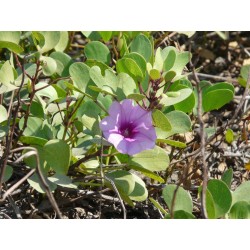 Ipomoea Purpurea - Flores campanas