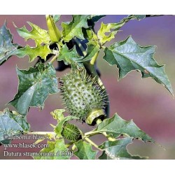 Datura Estramonio (estramonio)