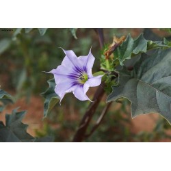 Datura Estramonio (estramonio)