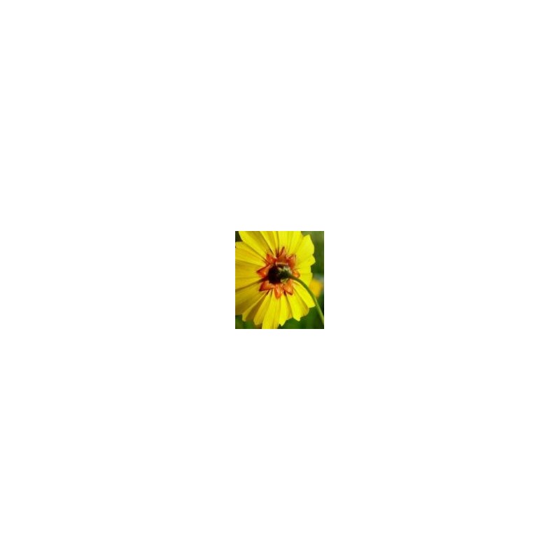 Coreopsis Tinctoria - Ojo de poeta