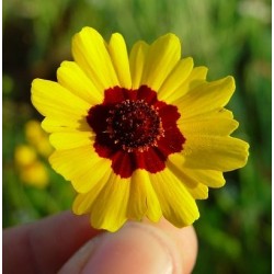 Coreopsis Tinctoria - Ojo de poeta