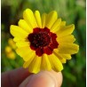 Coreopsis Tinctoria - Ojo de poeta