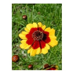 Coreopsis Tinctoria - Ojo de poeta