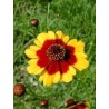 Coreopsis Tinctoria - Ojo de poeta