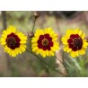 Coreopsis Tinctoria - Ojo de poeta